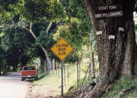 Baby Pigs Crossing wooden sign, on tree